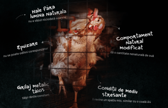 Rom&acirc;nia Fără Cuști