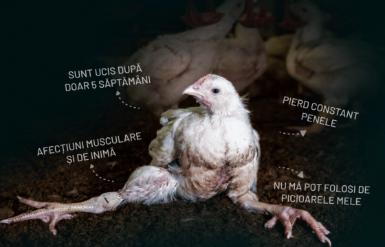 Fără Pui Convențional